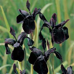 Black Iris (Iris chrysographes) mail order plants irish grown international shipping rare iris scented perfumed 